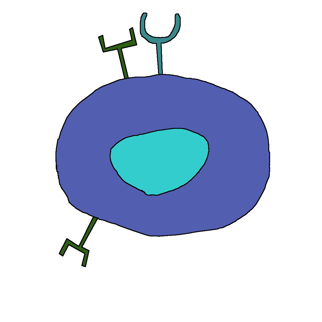 inactive helper T cell